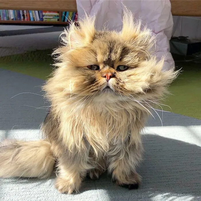 Meet The Persian Cat Barnaby Who Always Looks Like He Didn't Have His Morning Coffee Yet (30 Pics)