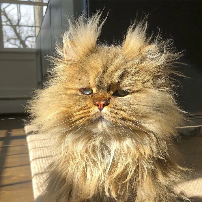 Meet The Persian Cat Barnaby Who Always Looks Like He Didn't Have His Morning Coffee Yet (30 Pics)