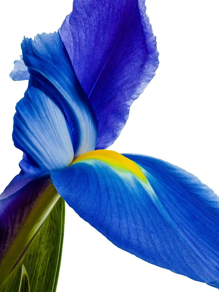 Iris