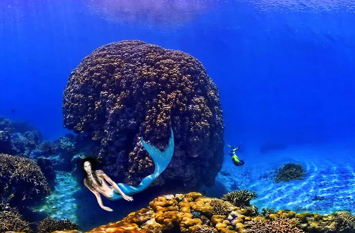 New Caledonia Siren
