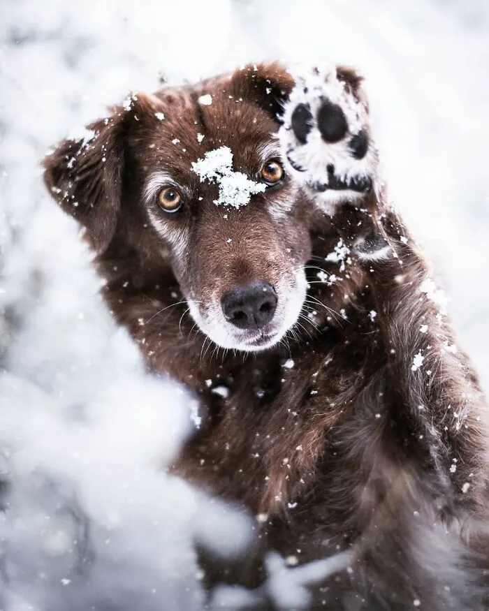 I Want To Show That Adopted Dogs Are Beautiful So I Captured These 30 Photos