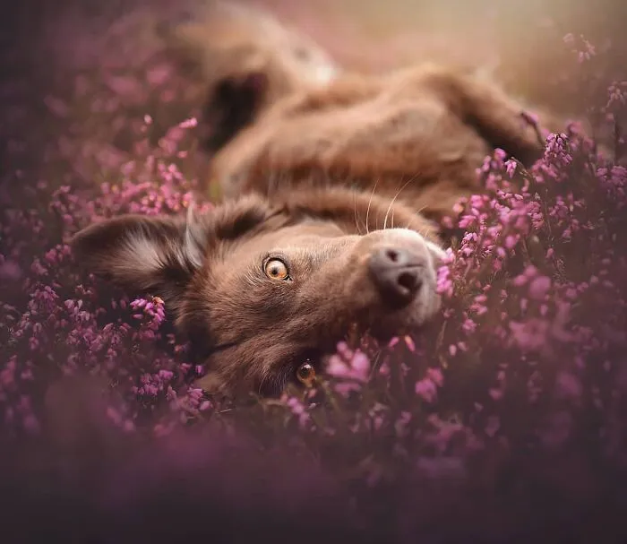 I Want To Show That Adopted Dogs Are Beautiful So I Captured These 30 Photos