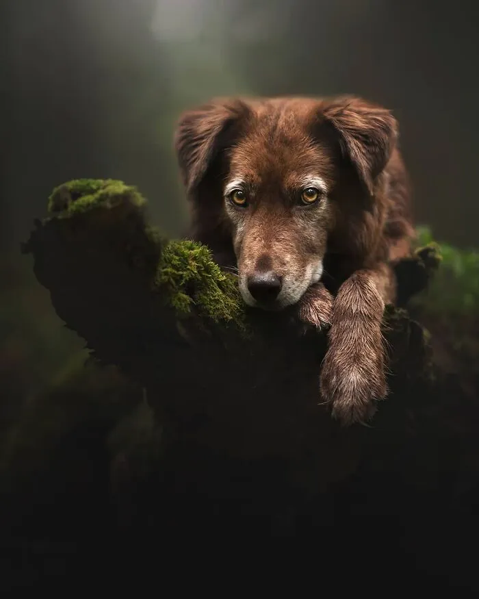 I Want To Show That Adopted Dogs Are Beautiful So I Captured These 30 Photos