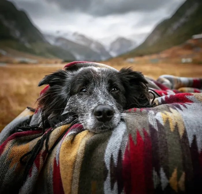 I Want To Show That Adopted Dogs Are Beautiful So I Captured These 30 Photos