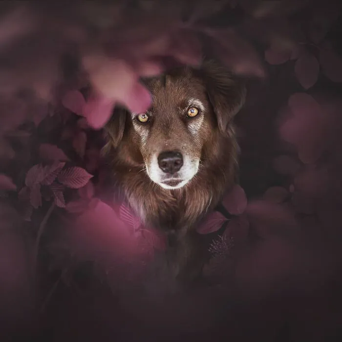 I Want To Show That Adopted Dogs Are Beautiful So I Captured These 30 Photos