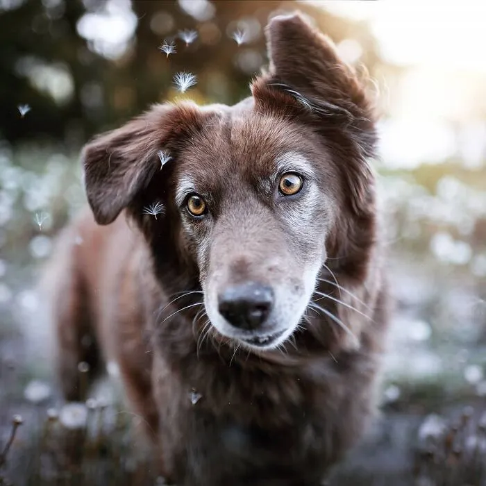 I Want To Show That Adopted Dogs Are Beautiful So I Captured These 30 Photos