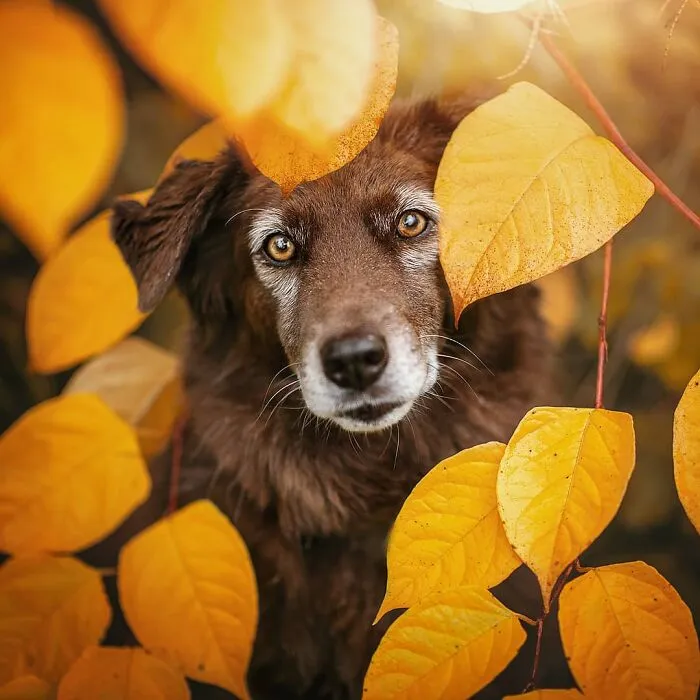 I Want To Show That Adopted Dogs Are Beautiful So I Captured These 30 Photos