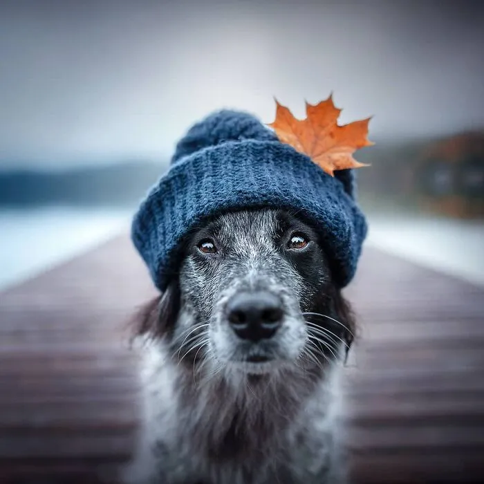 I Want To Show That Adopted Dogs Are Beautiful So I Captured These 30 Photos