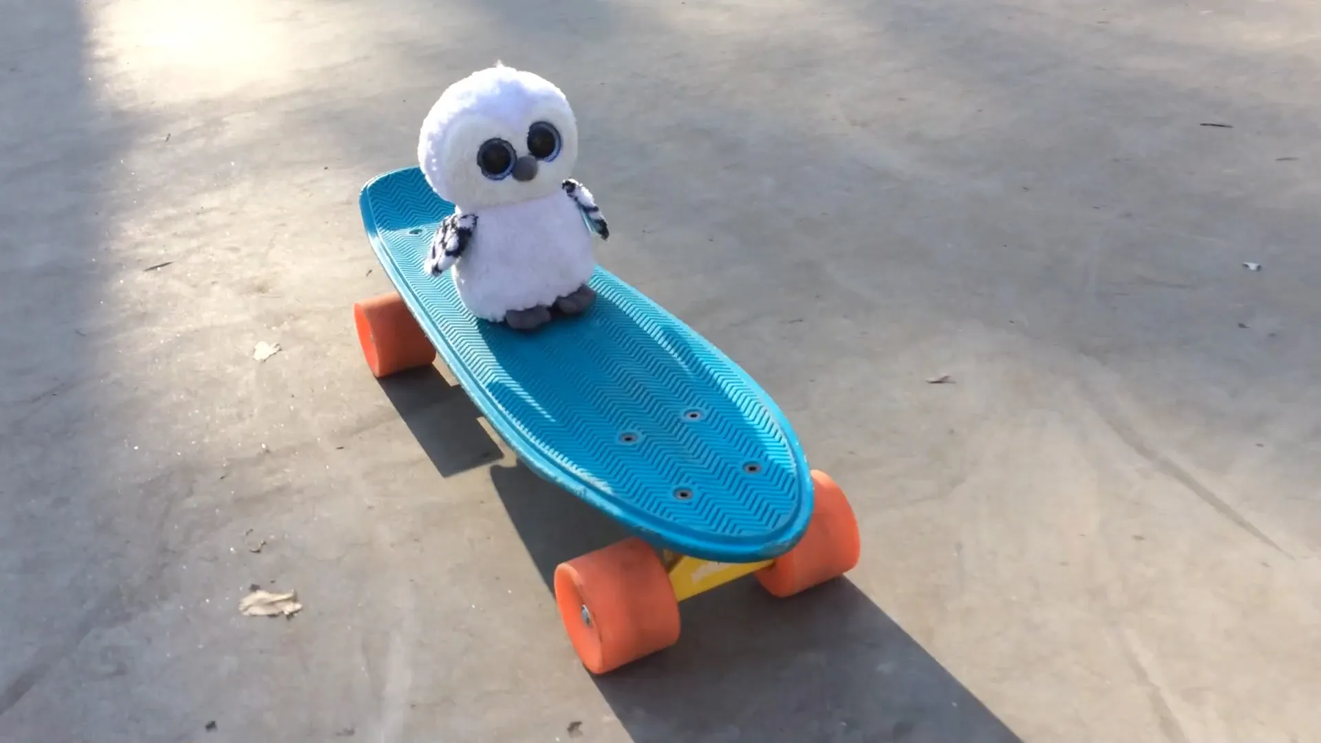 Owl On Skateboard
