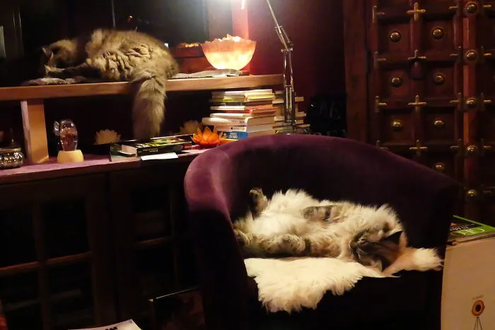 Nini And Toffee