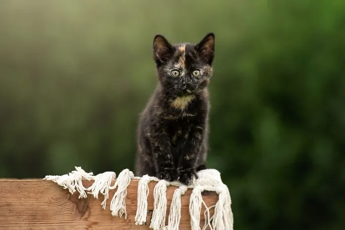 Kitten Love