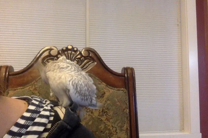 My Little Birb, Gracie
