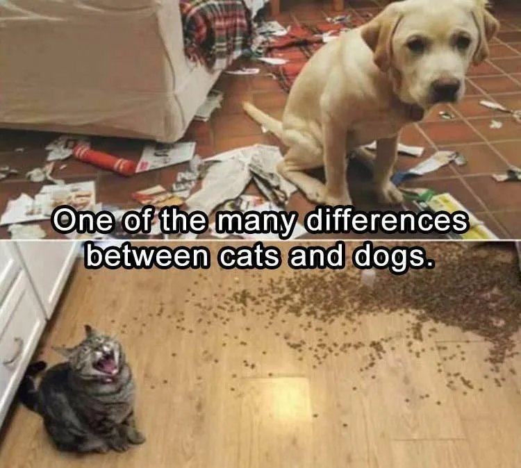 Post Something Random