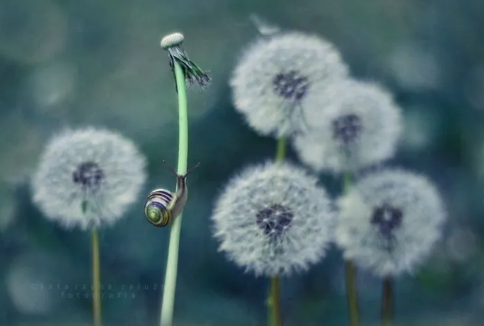 I Used The Bokeh Method To Capture Snails (35 Pics)