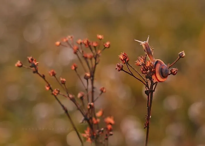 I Used The Bokeh Method To Capture Snails (35 Pics)