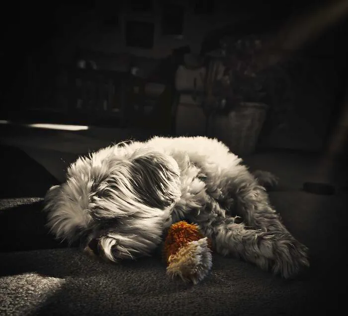 Riley (Rip) Sleeping In The Sun With His Favorite Toy