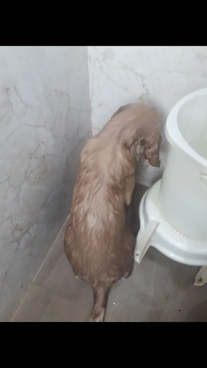 Our Boy Here Was Really Angry Coz He Never Asked For A Bath....but He Got It Anyway