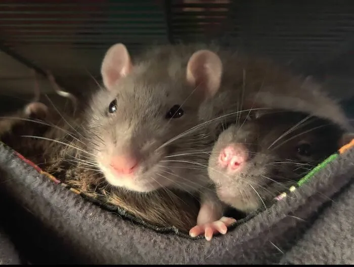 Cuddle Puddle