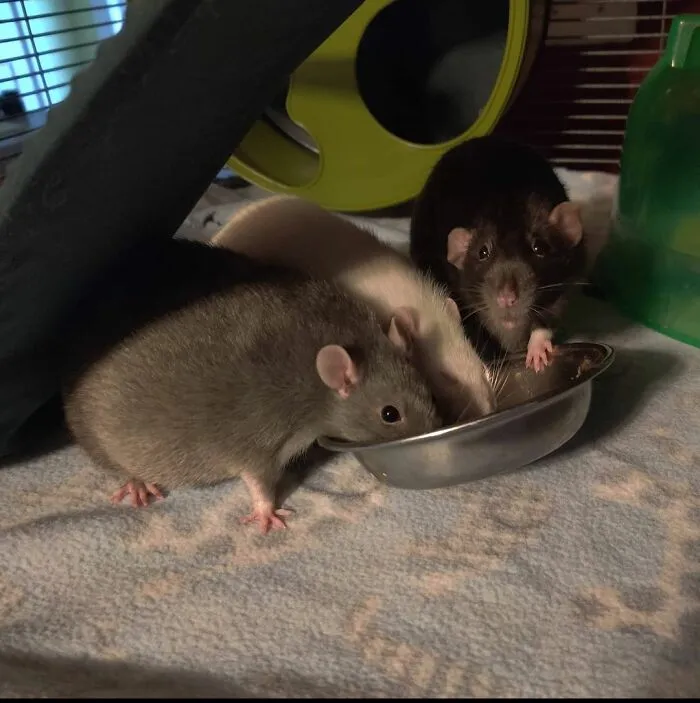 Nom Noms