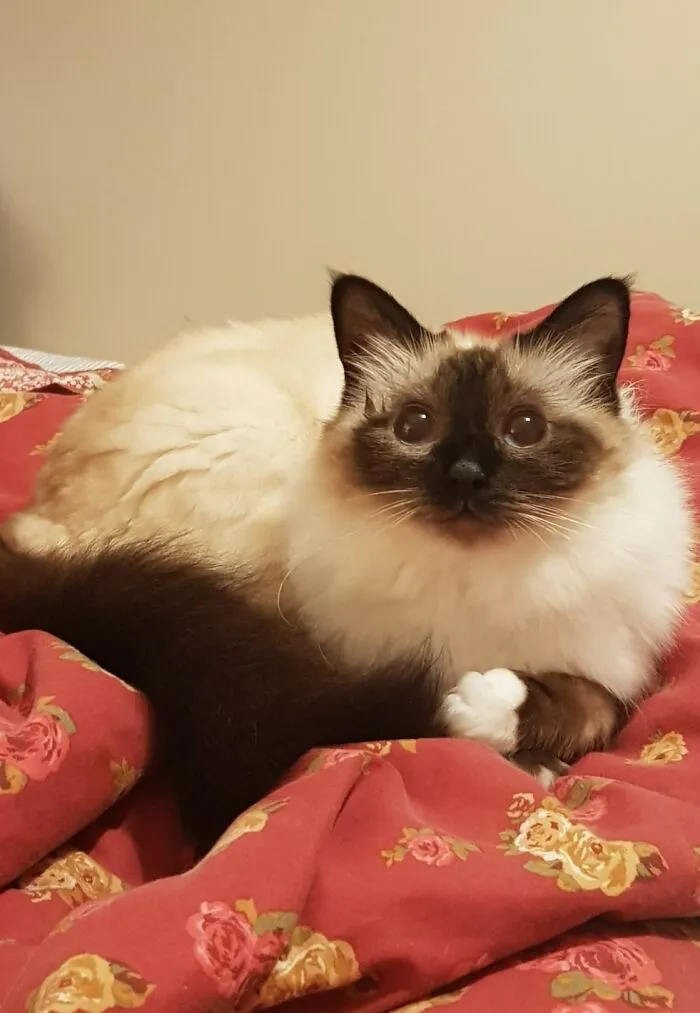 Darcy Ready To Pounce..
