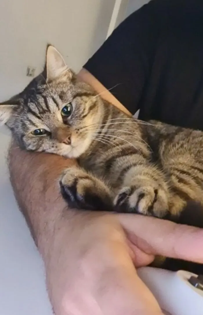 I'm The Type Of Guy Who Never Wanted Cats, But I Promised My Girlfriend She'd Get One If She Moved To My Town... I'm Happy She Kept Me On My Promise. Meet Goku, My Buddy