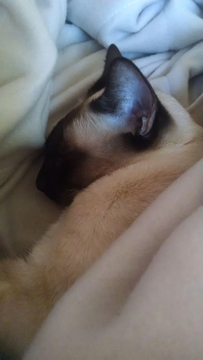 Sammy.  We Should All Strive To Sleep This Comfortably.