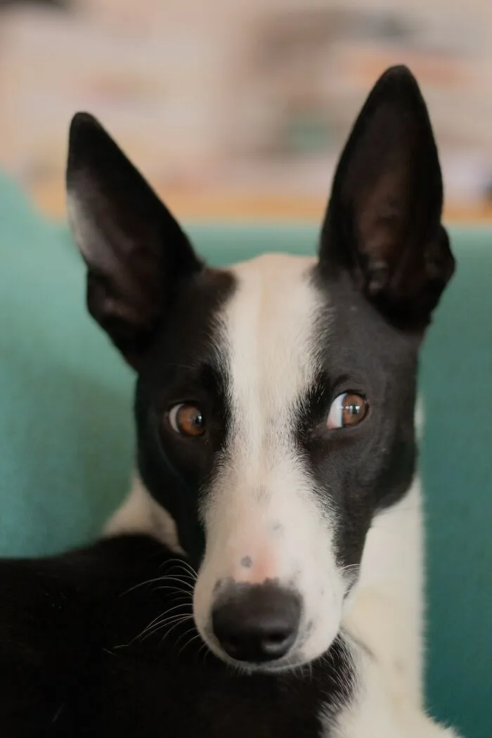 This Is Not My Dog, Just Thought It Was Cute