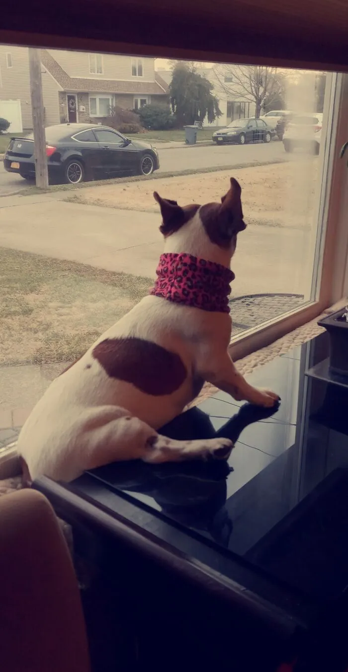 A Pic I Took Of My Weirdo Dog. She Likes Weird Positions.