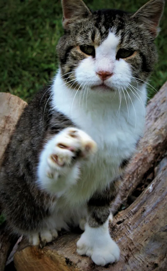 Bosscat And His Sweet Greeting