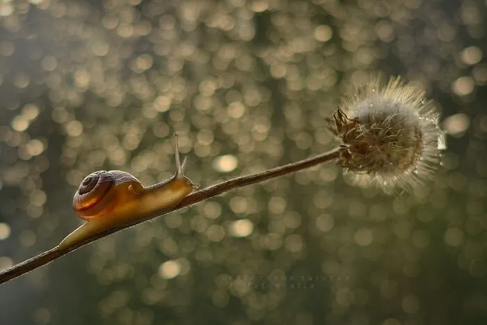I Used The Bokeh Method To Capture Snails (35 Pics)