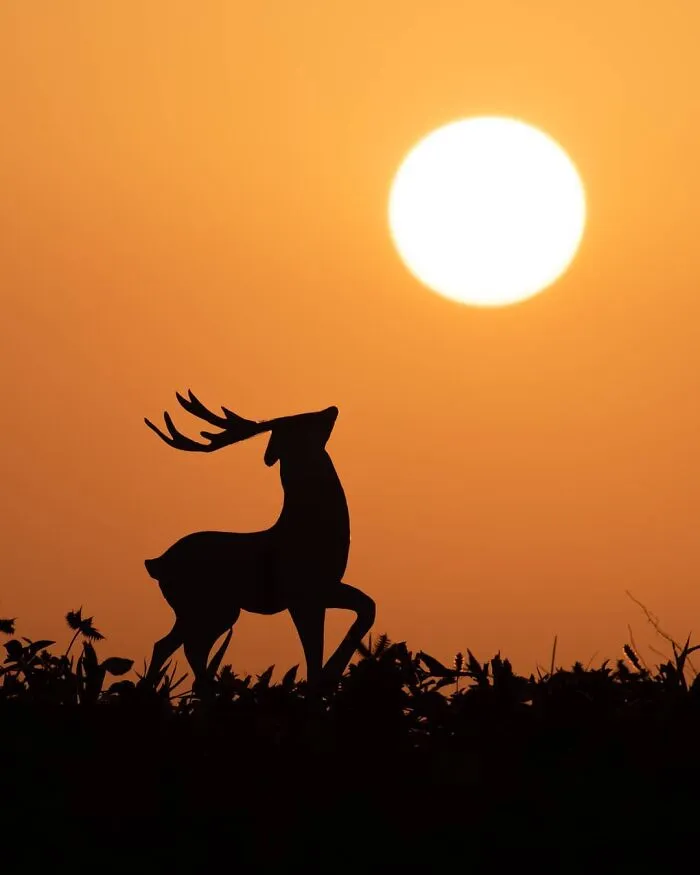 I Found My Passion For Doing Sunset Silhouettes, Here Are 27 Of My Favorite Ones