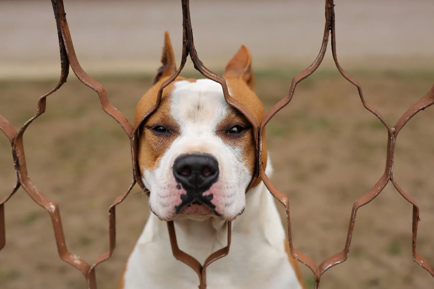 Take A Funny Picture Of Your Pet