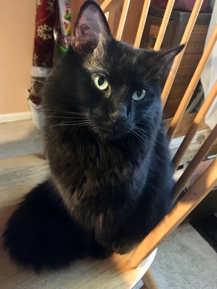 Teddy Just Wants To Love And Be Loved