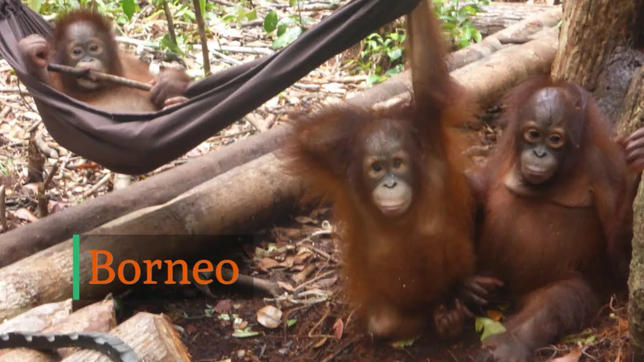 Working As A Wildlife Vet At Orangutan Jungle School