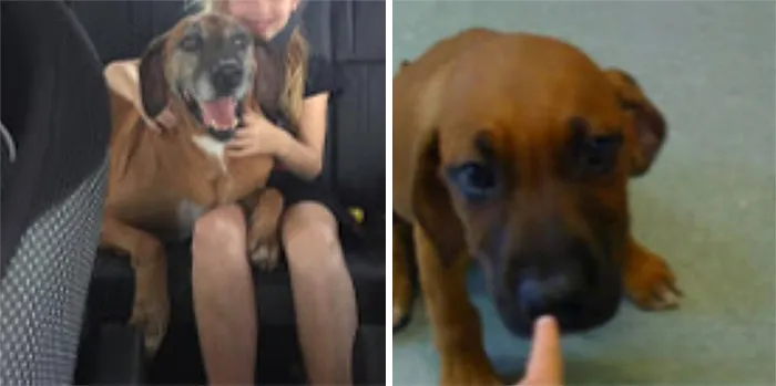 This Is My Boi He Passed Away In March 2020 And We Got Home When I Was A Baby(The Finger In The Right Is Me Picking Him At The Pound)