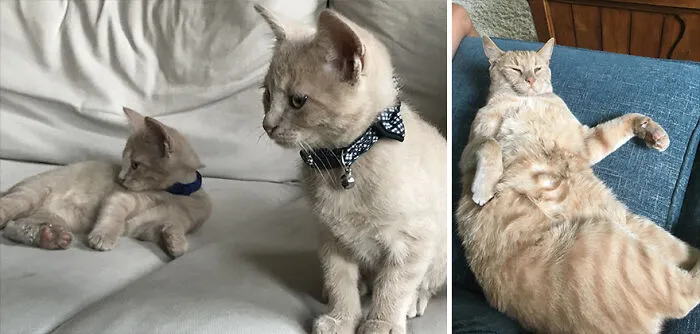 It Only Posted The One Photo Before, So Here Is When We Got Linus And Lucy.