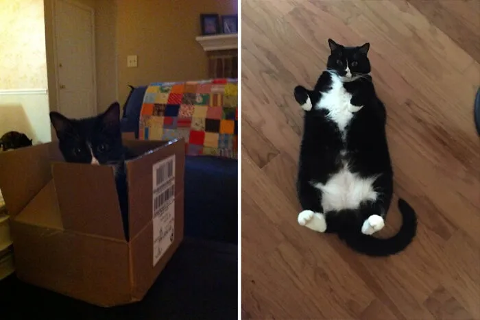 Day I Got Her To Chonk And A Half
