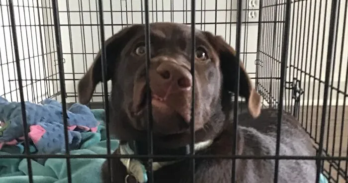 Pandas, Share A Dumb Pic Of Your Pet (Closed)