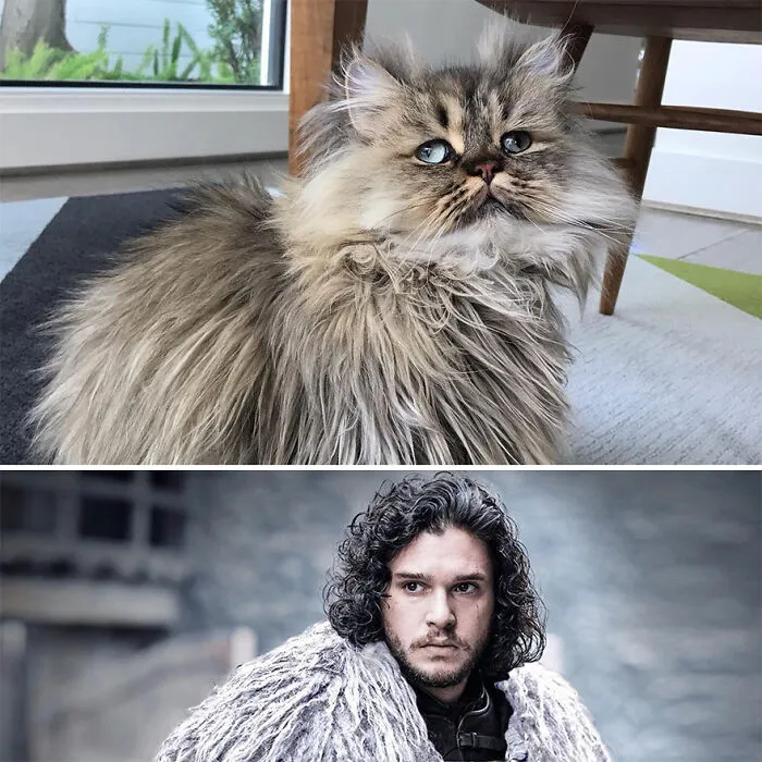 Meet The Persian Cat Barnaby Who Always Looks Like He Didn't Have His Morning Coffee Yet (30 Pics)