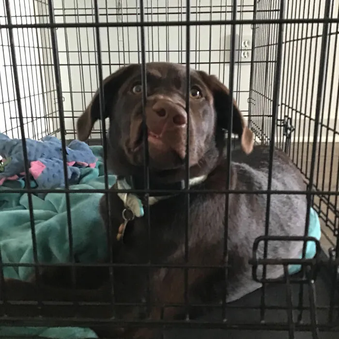 Dumb Doggo