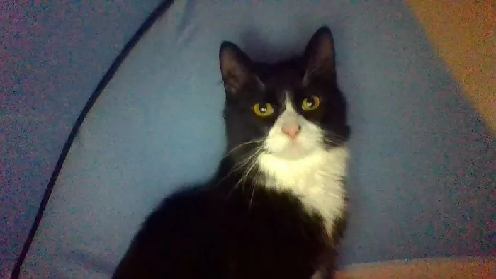 My Cat Is A Playful Lil' Bean
