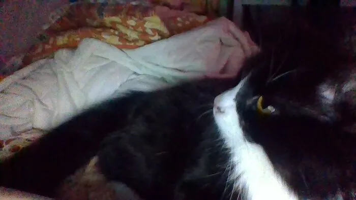 He Also Purrs As Loud As A Lawnmower