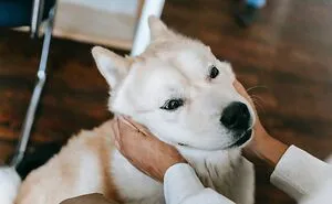 What Is The Cutest Thing You've Ever Seen A Dog Do?