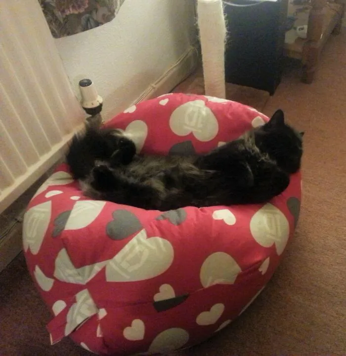 Molly Loves The Beanbag