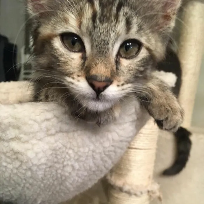 Dottie (My Soulcat)