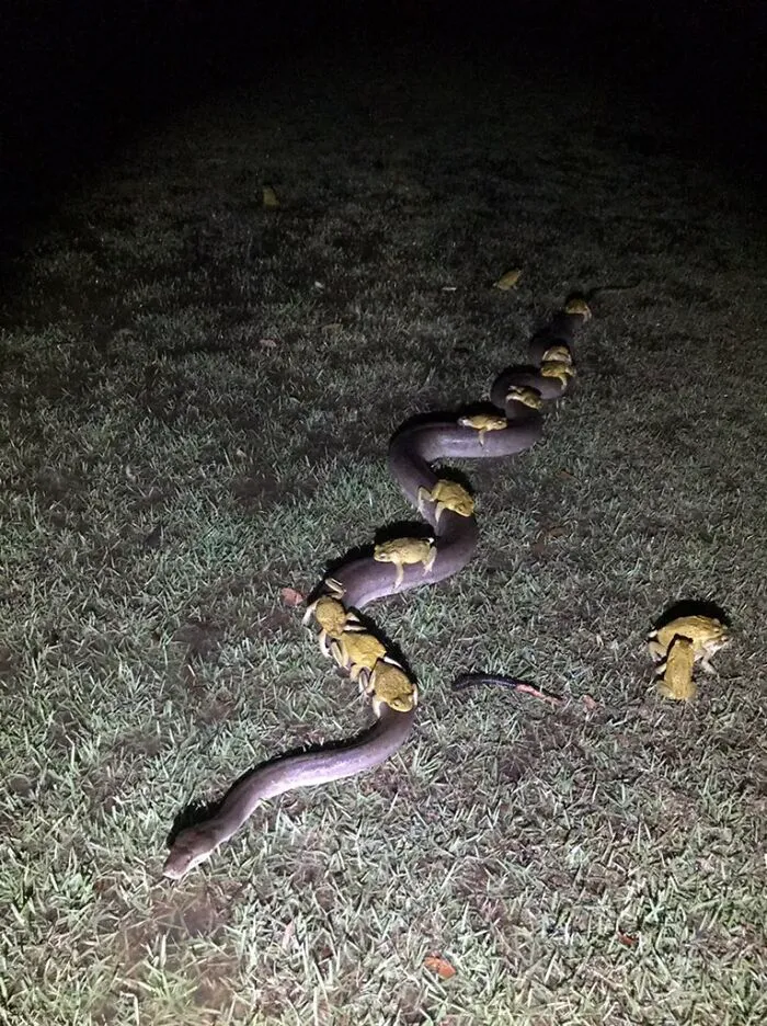 Flushed All The Cane Toads Out Of My Brothers Dam.  Some Of Them Took The Easy Way Out - Hitching A Ride On The Back Of A 3.5m Python