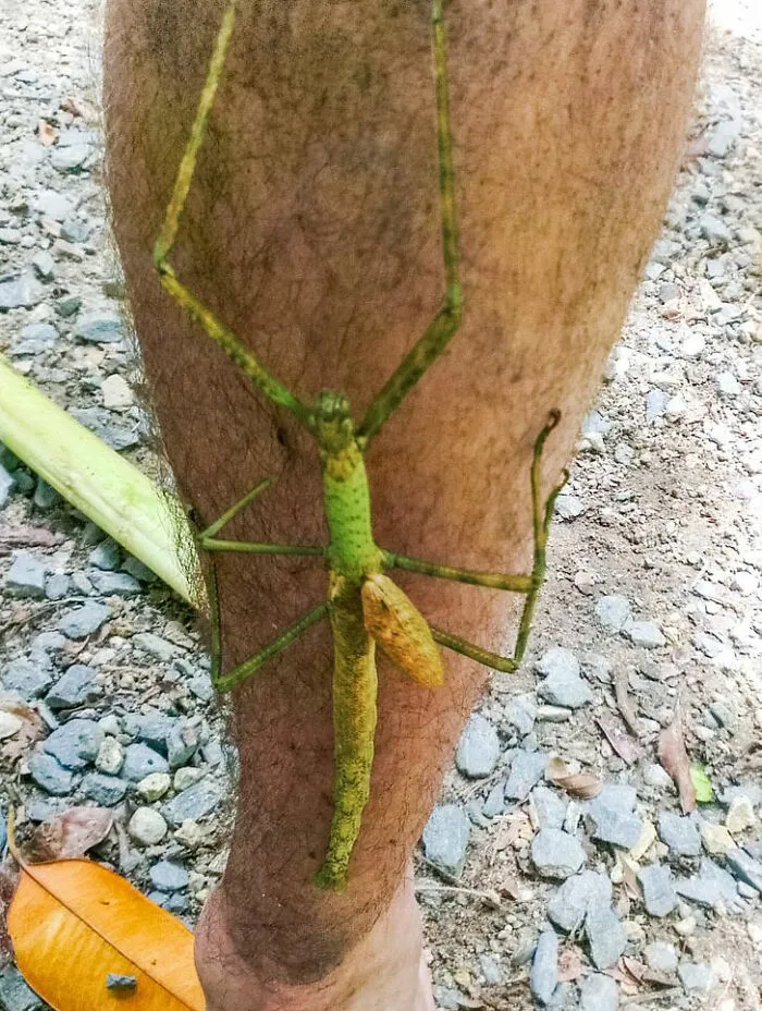 Felt A Tickle On My Leg, Australia