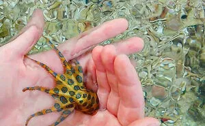 Australia Is A Whole Different World, And These 50 Photos Are Here To Prove It
