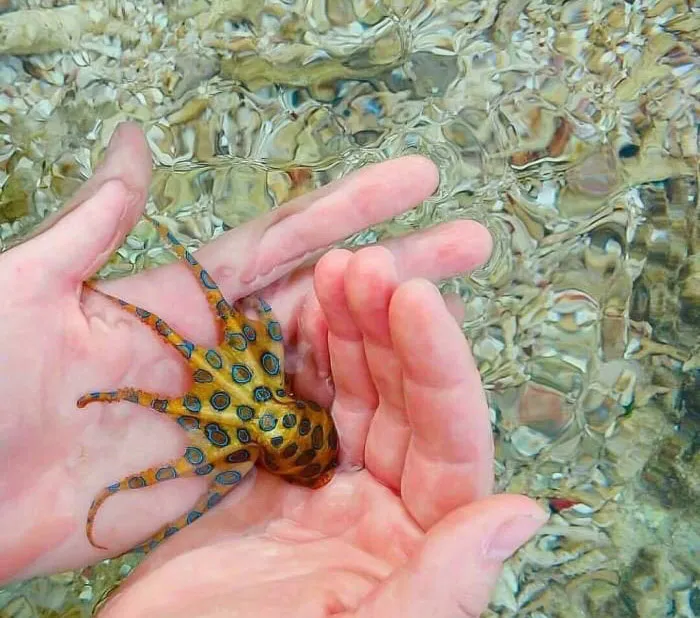 That’s A Blue Ring Octopus, Whose Venom Can Result In Death Within Minutes
