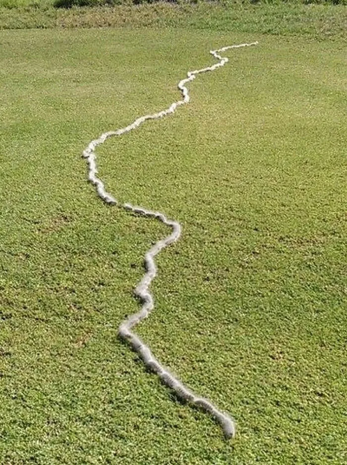 March Of The Hairy Caterpillars